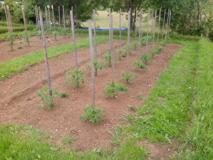 Tomates Roma, Montfavet F1, et BIO( cornue des andes?)