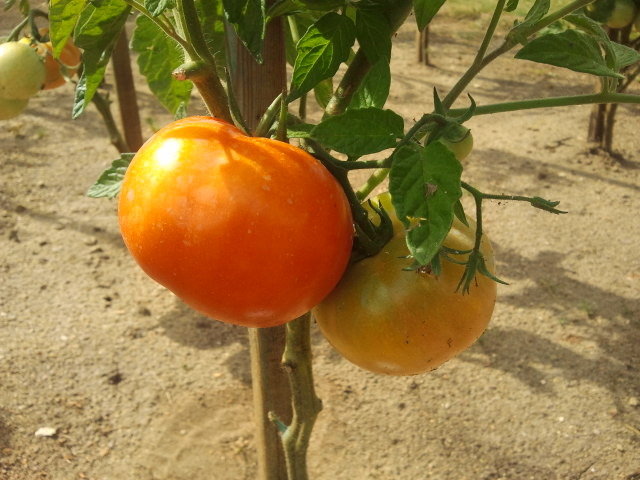 Tomates saint pierre...