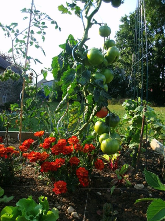 Tomates, salades, concombre