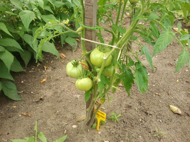 Tomates supersteack F1