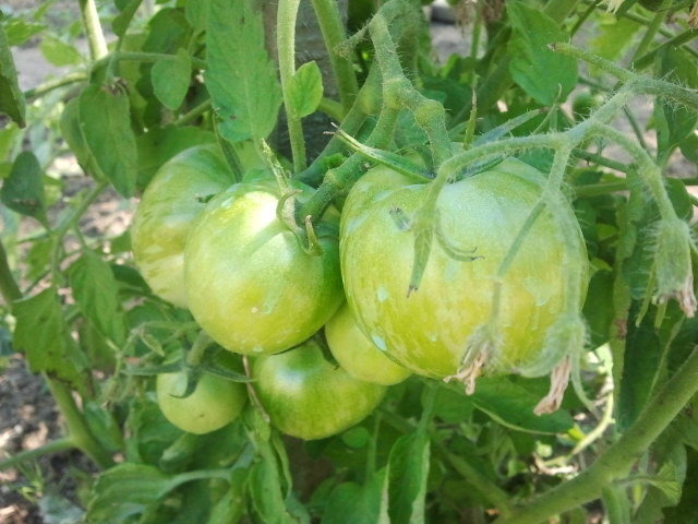 Tomates vertes