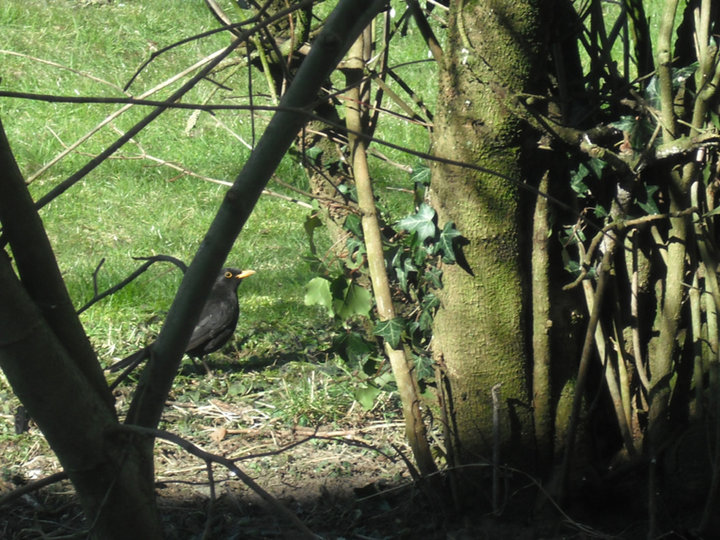 Toujour un merle