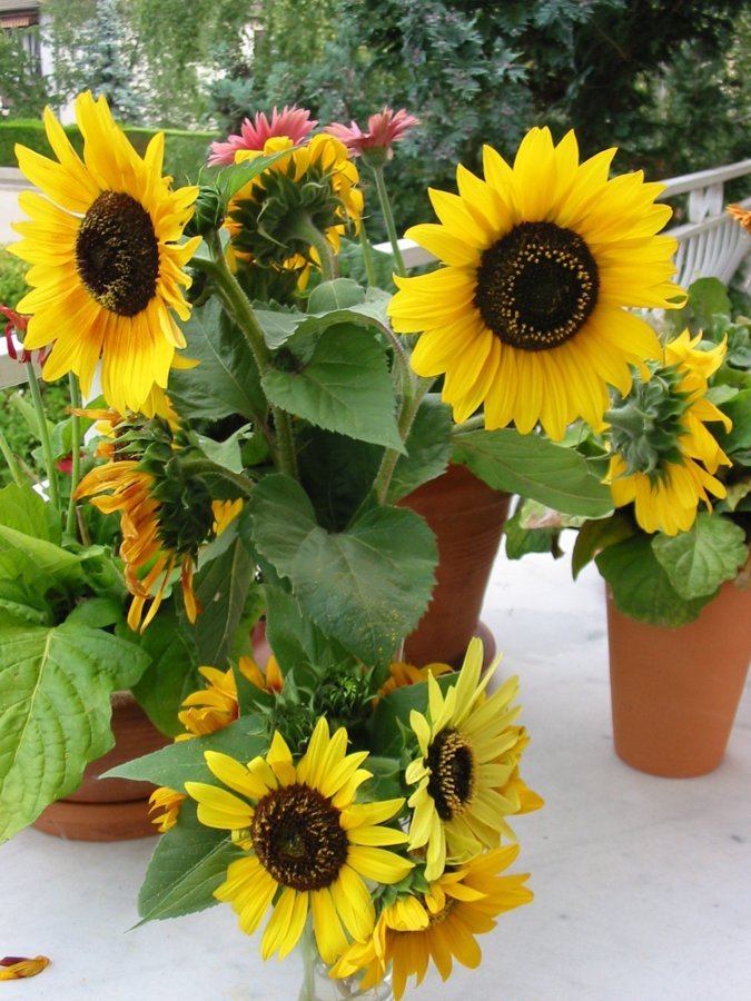 Tournesol(s) en majesté