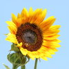 Tournesols