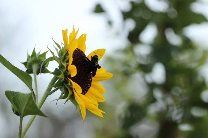 Tournesols