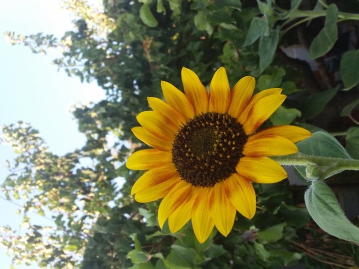 Tournesols
