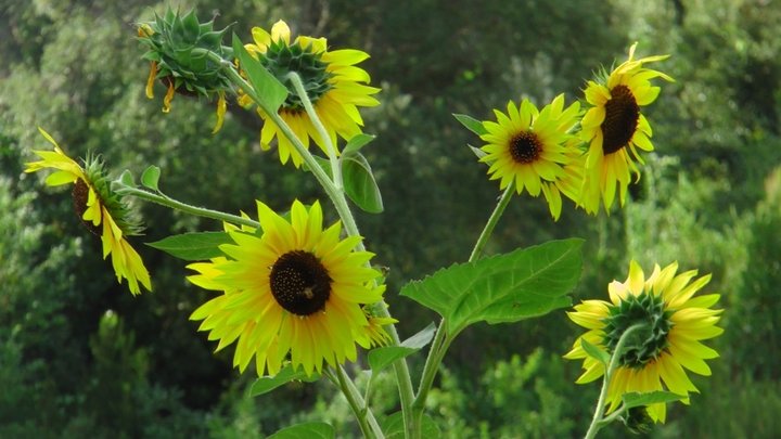 Tournesols...