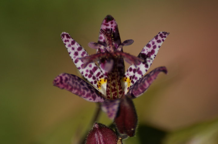 Tricyrtis