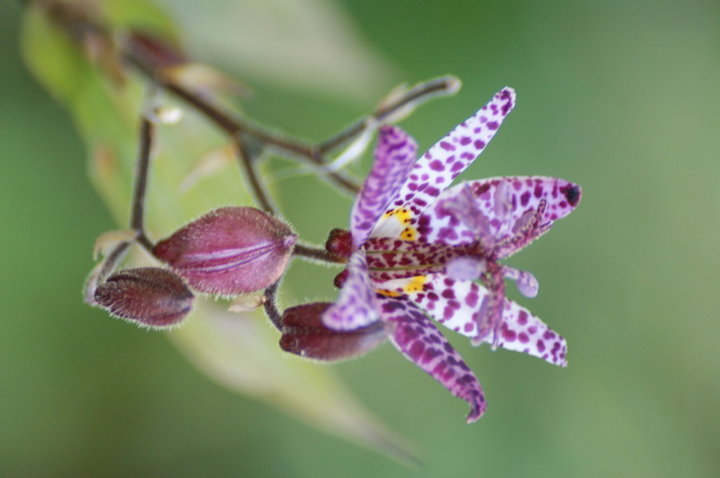 Tricyrtis