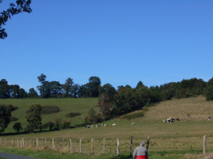 Troupeau de vaches