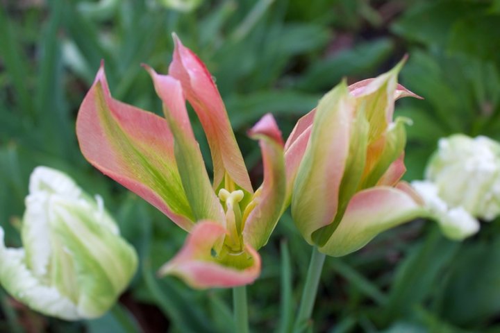 Tulipe