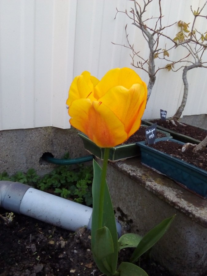 Tulipe