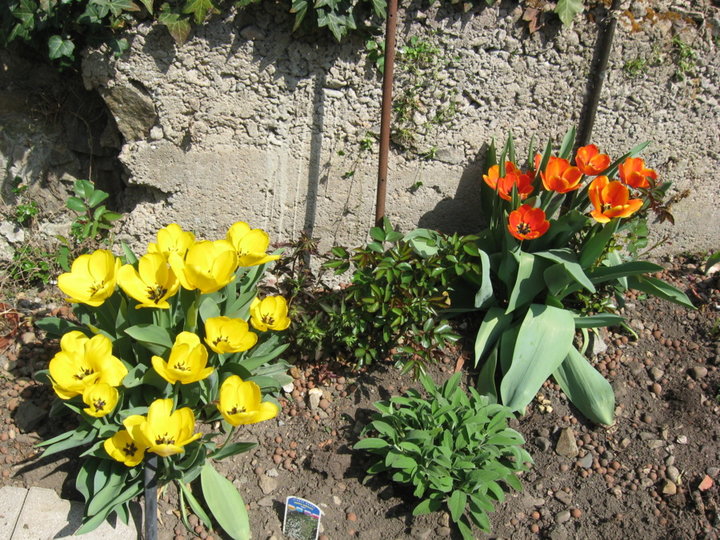 Tulipes