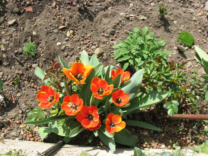 Tulipes