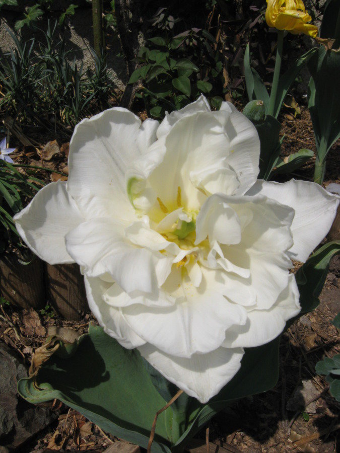 Tulipes