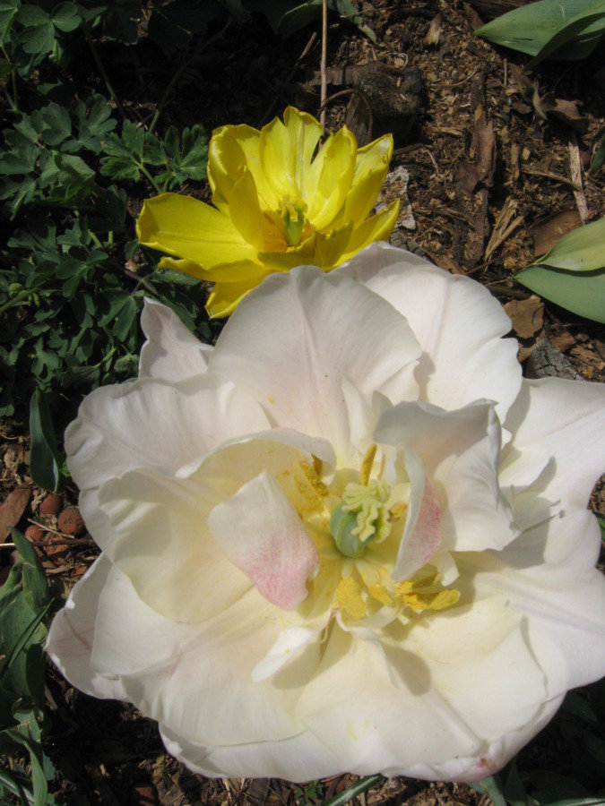 Tulipes