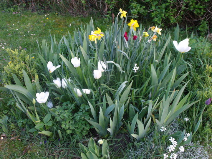 Tulipes