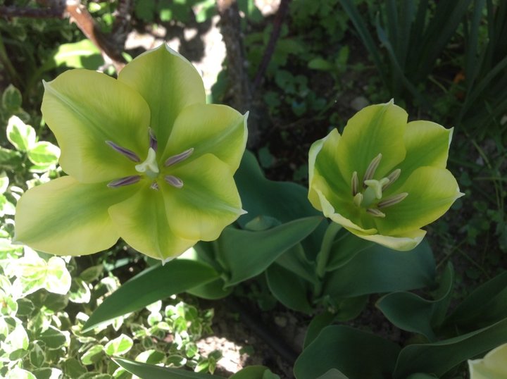 Tulipes