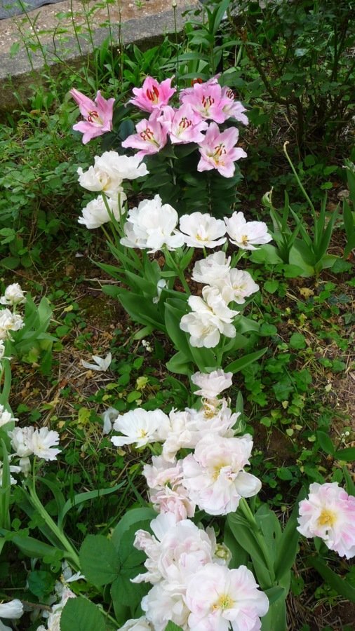 Tulipes angelique