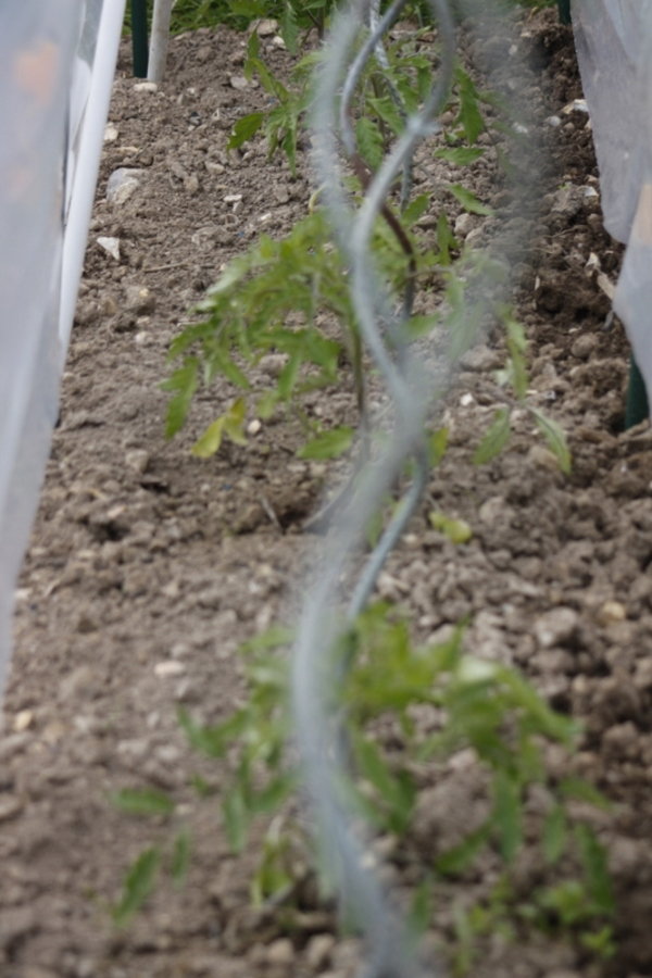 Tuteur aux tomates