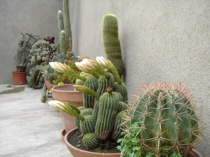 Un autre coin de ma terrasse