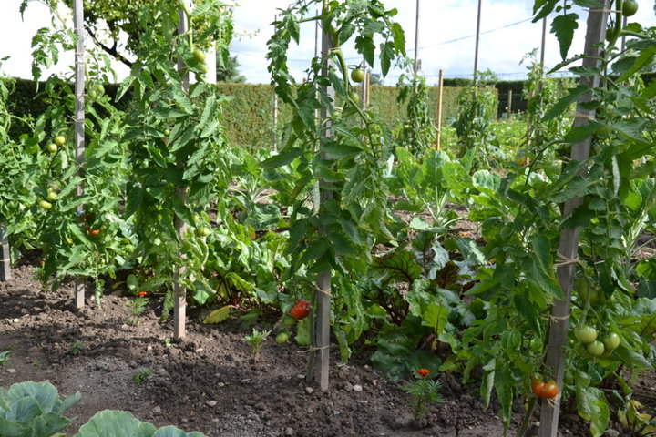 Un des 4 rangs de tomates