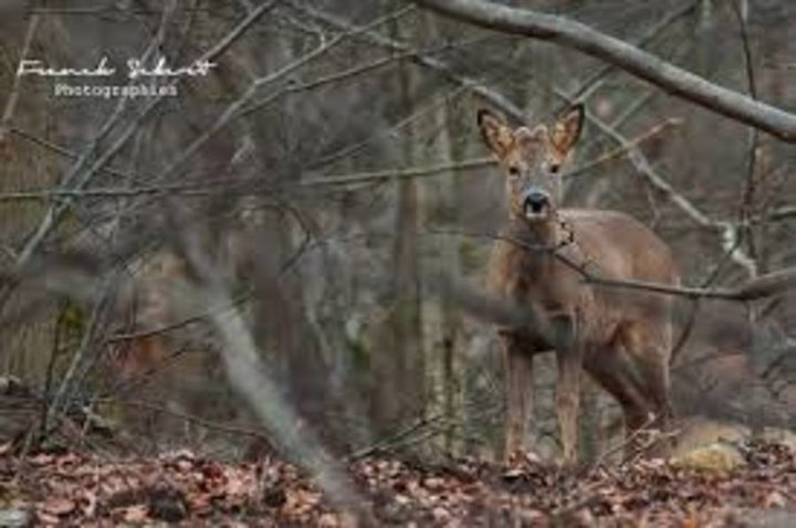 Un habitant de la forêt