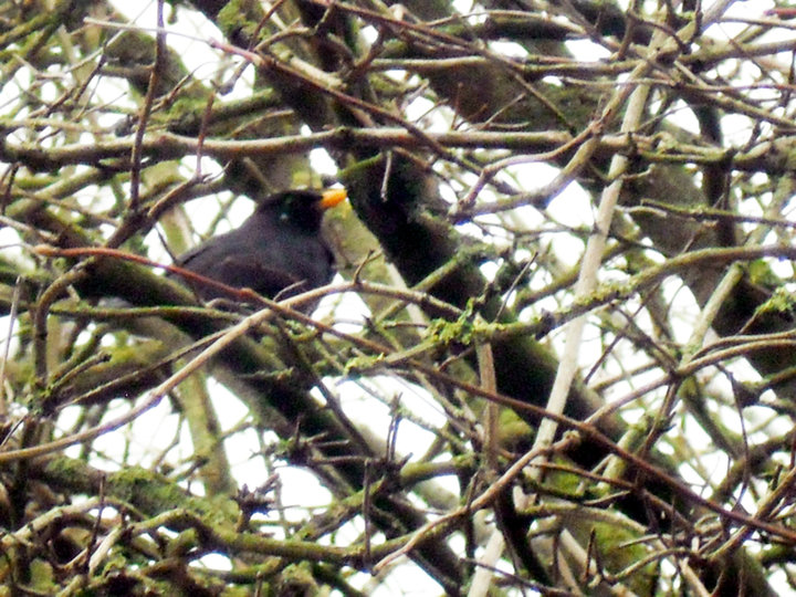 Un merle dans les branches