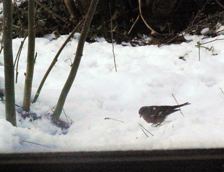 Un piaf dans la neige