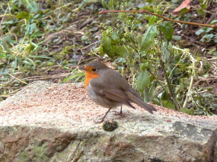 Un rougegorge