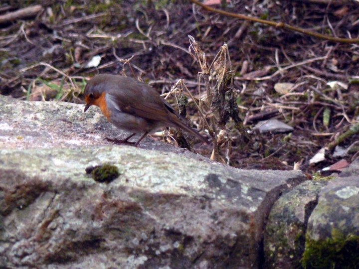 Un rougegorge