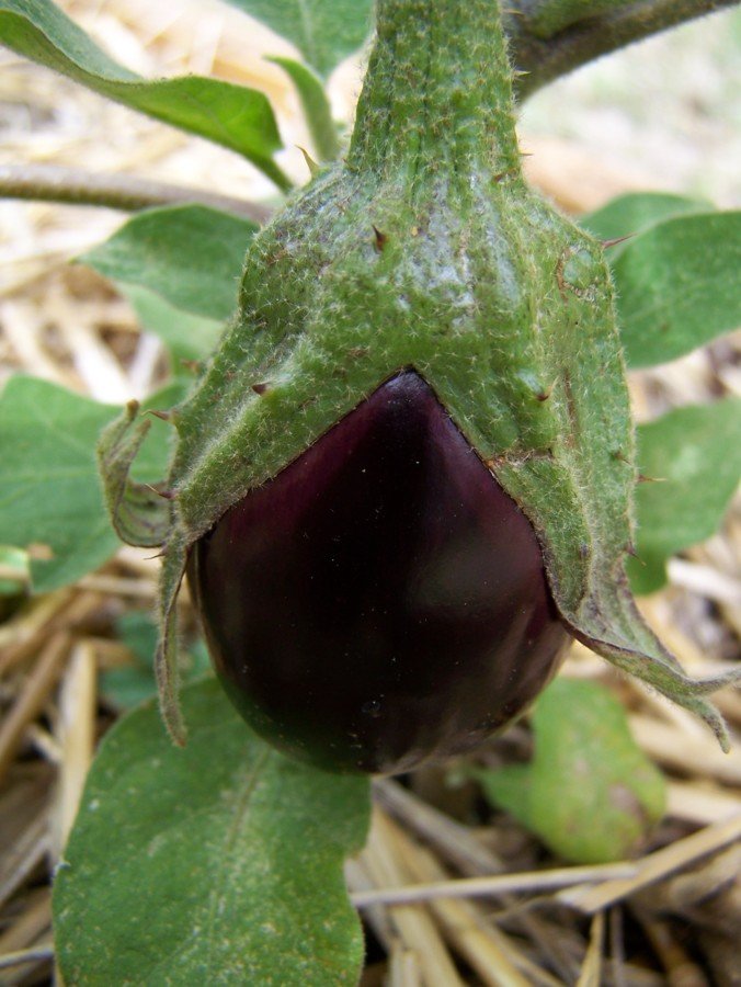 Une aubergine pointe son nez