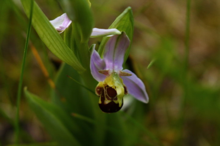 Une autre photo de fleur d'orchidée bourdon