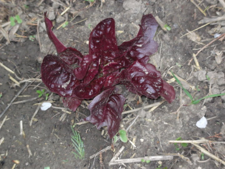 Une feuille de chene rouge