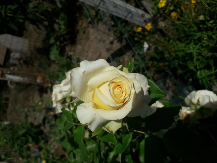 Une jaune pâle