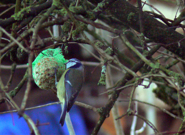 Une mésange