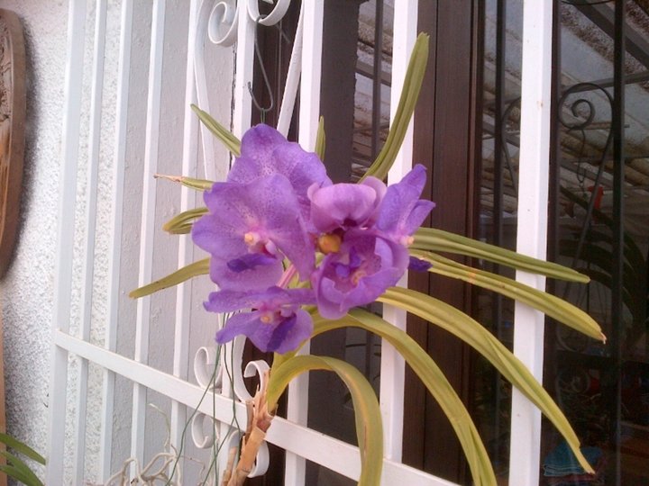 Vanda , 5ème fleuraison