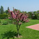 fleurs et arbustes d'Ornement