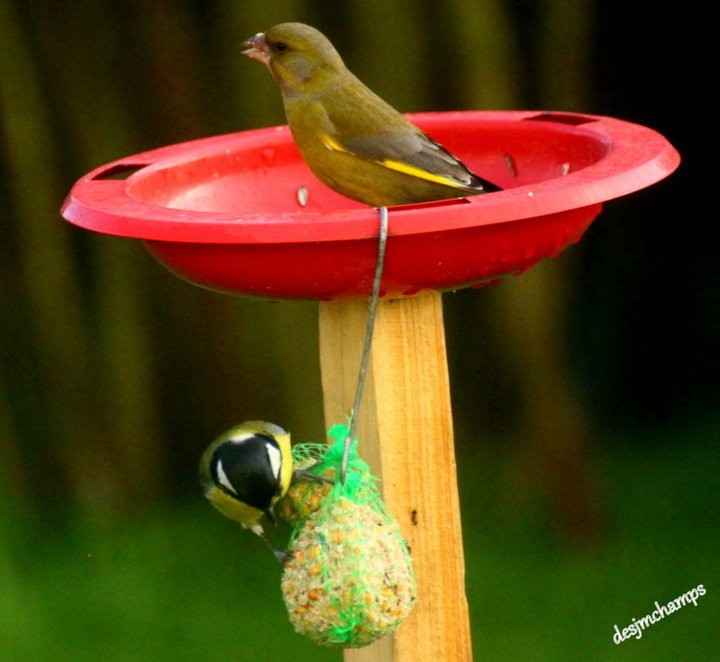 Verdier D'Europe et Mésange Charbonnière