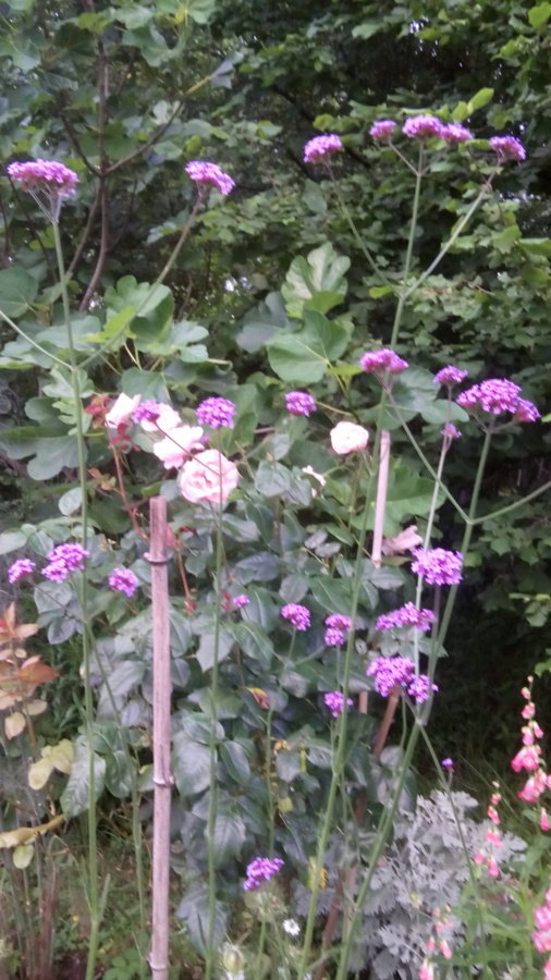 Verveine de buenos aire