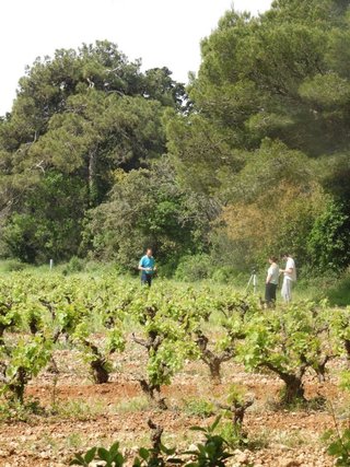 depuis un an, les vignes de muscat sont en transition bio diversit&eacute;.