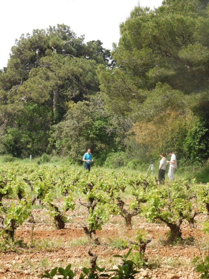 Vignes en transition