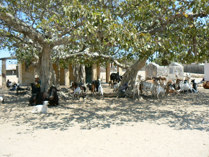 Village dans la brousse.