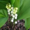 Je jardine bio , j aime pa traiter mes legumes.