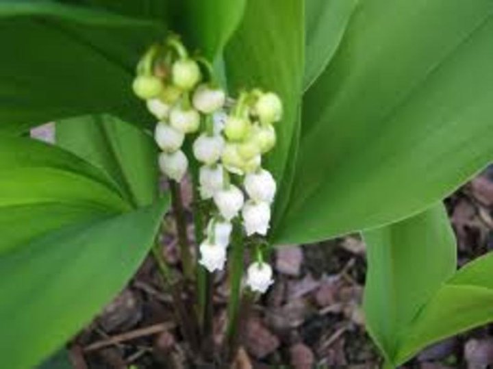 Voici une photo de quelque pied de muguet que j est dans mon jardin.