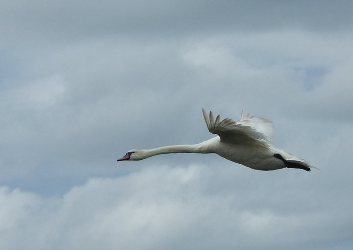 Vol de cygne