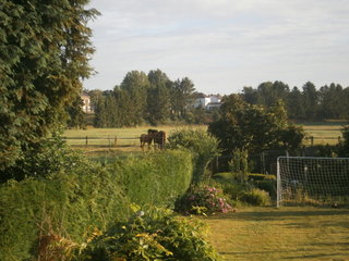 Mon jardin est en contrebas - les chevaux ne sont hélas pas à moi ...