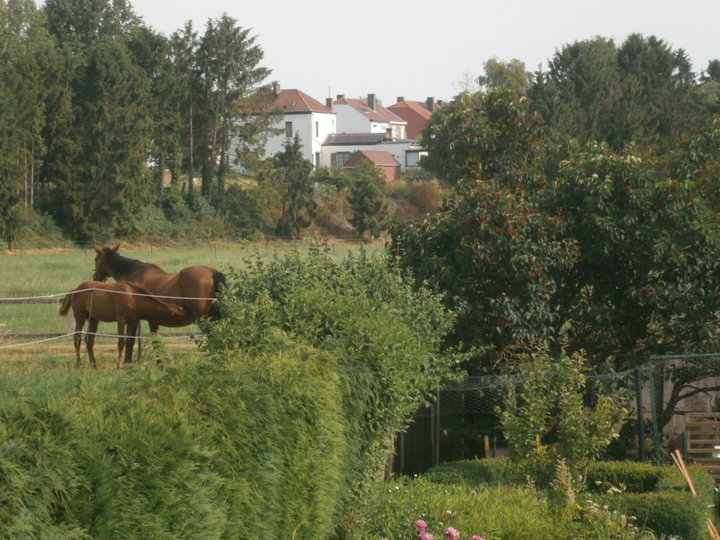 Vu de la terrasse