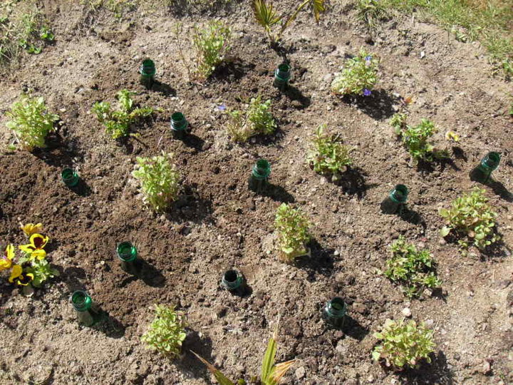 Vue d'ensemble dans un parterre.(en cours)