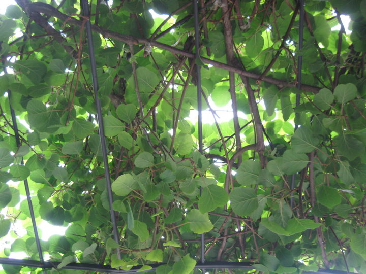 Vue de l'Actinidia sous la pergola